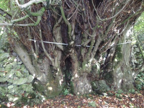 Trunk of Tilia Cordata